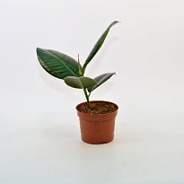 Фикус Робуста d12 h40 10шт