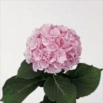 Гортензия Elbtal Pink дл.80 d 20-22 1шт 