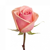 Роза Tessa Absolut In Pink дл.50 25шт