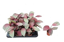 Калатея Сильверплэт d7 h15 20шт