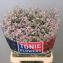 Лимониум Tennesse Pink 5шт