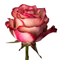 Роза Antera Roses Paloma дл.60 25шт