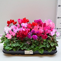 Цикламен Микросурум микс d6 h15 18шт