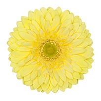 Гербера Full Moon  25шт