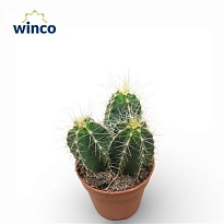 Кактус Изолатоцереус Дюмортье d5 h10 20шт