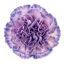 Гвоздика крашен. Elite Flower Yona Dark дл.FANCY 25шт