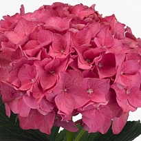 Гортензия Royal Salute d21-22 дл.60 1шт