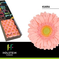 Гербера Kiara 25шт