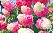 Гортензия (Hydrangea) метельчатая Ливинг Строберри Блоссом 5л h10-20 1шт