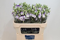 Эустома Arena Blue Picotee 10шт