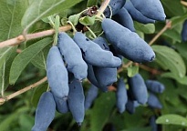 Жимолость Сибирячка/Цв.Кор