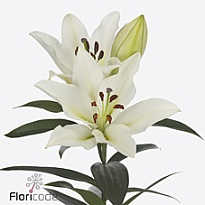 Лилия or. Tomorrow 5+ 10шт