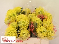 Леукоспермум Ayoba Yellow Pepper 10шт