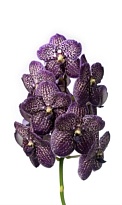 Орхидея Vanda black magic 16шт