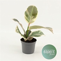 Фикус Тинеке d8 h20 21шт