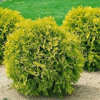 Туя (Thuja) западная Мириам 3л h20+ 1шт