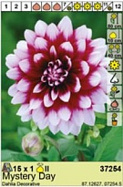 Георгина Мистери Дей декор. 1шт*