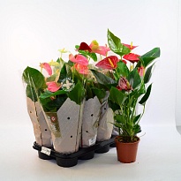 Антуриум микс d12 h40 10шт