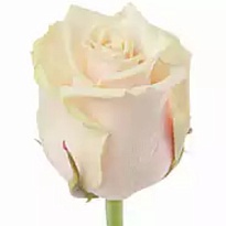 Роза Талея одноголовая (МЦ) дл.50 15шт/уп