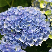 Гортензия Magical Revolution Blue дл.50 d18 1шт