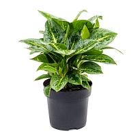 Аглаонема Лимон Минт d19 h50 1шт