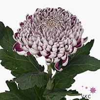 Хризантема одноголовая Gilbert Leigh Silver 10шт