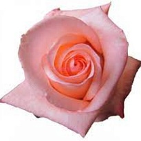 Роза Flor Hermosa Engagement дл.50 25шт