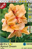 Канна Априкот Дрим 1шт*