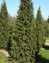 Ель (Picea) обыкновенная Колумнарис 35л h260-280 1шт