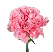 Гвоздика Sisa Green Flowes Light Pink дл.SELECT 25шт