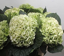 Гортензия Allure Classic дл.90 d25 1шт