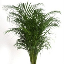 Арека d21 h130 1шт