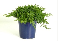 Можжевельник (Juniperus) лежачий Нана (KV) d17 h35-40 1шт