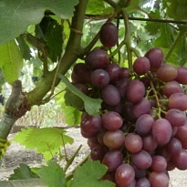 Виноград плодовый Памяти учителя/ЦКор 1шт