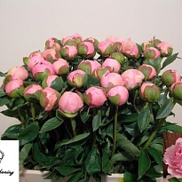 Пион Angel Cheeks 5шт