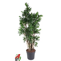 Драцена Песня Ямайка Бранч d40 h210 1шт