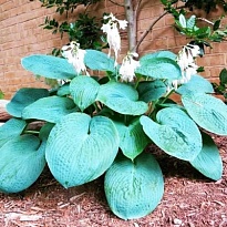 Хоста (Hosta) Биг Дэдди d12 1шт