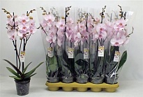 Орхидея Фален. Бело-Розовый 2ст d12 h60 10шт