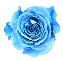 Роза крашен. Bella Роза S.a. Serendipity дл.50 25шт