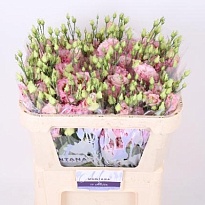 Эустома Alissa Rosee 10шт