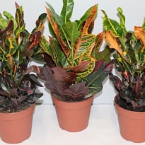 Кодиеум микс d17 h45 6шт