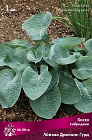Хоста гибридная Абиква Дринкин Гурд 1шт