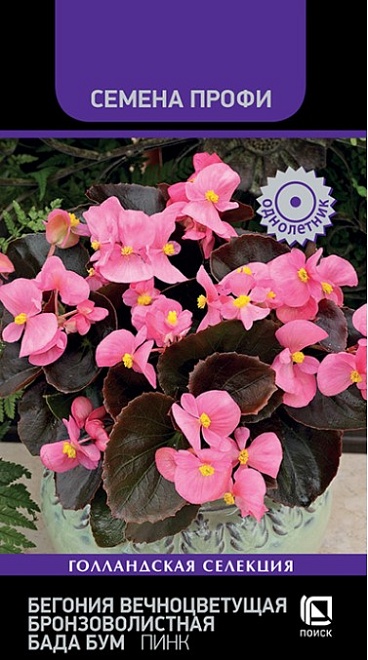 Бегония цветущая Бада Бум Пинк 15шт /Поиск