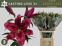 Лилия or. Lasting Love 3+ 10шт
