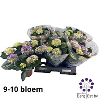 Гортензия Макр. Мидоу d14 h35 6шт