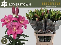 Лилия Ot Loverstown 5+ 10шт
