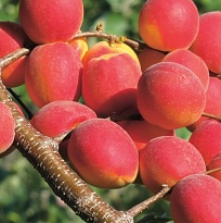 Абрикос Саратовский рубин/Цв.Кор 1шт