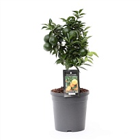 Цитрофорт. Мандарин стем d15 h50 6шт