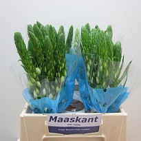 Орнитолагум Milky Way 10шт