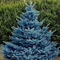Ель (Picea) колючая Блю Даймонд d19 h40 1шт
